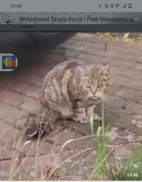 Kotek do adopcji