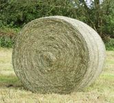 Sprzedam siano w belach 120. świeży zbiór.