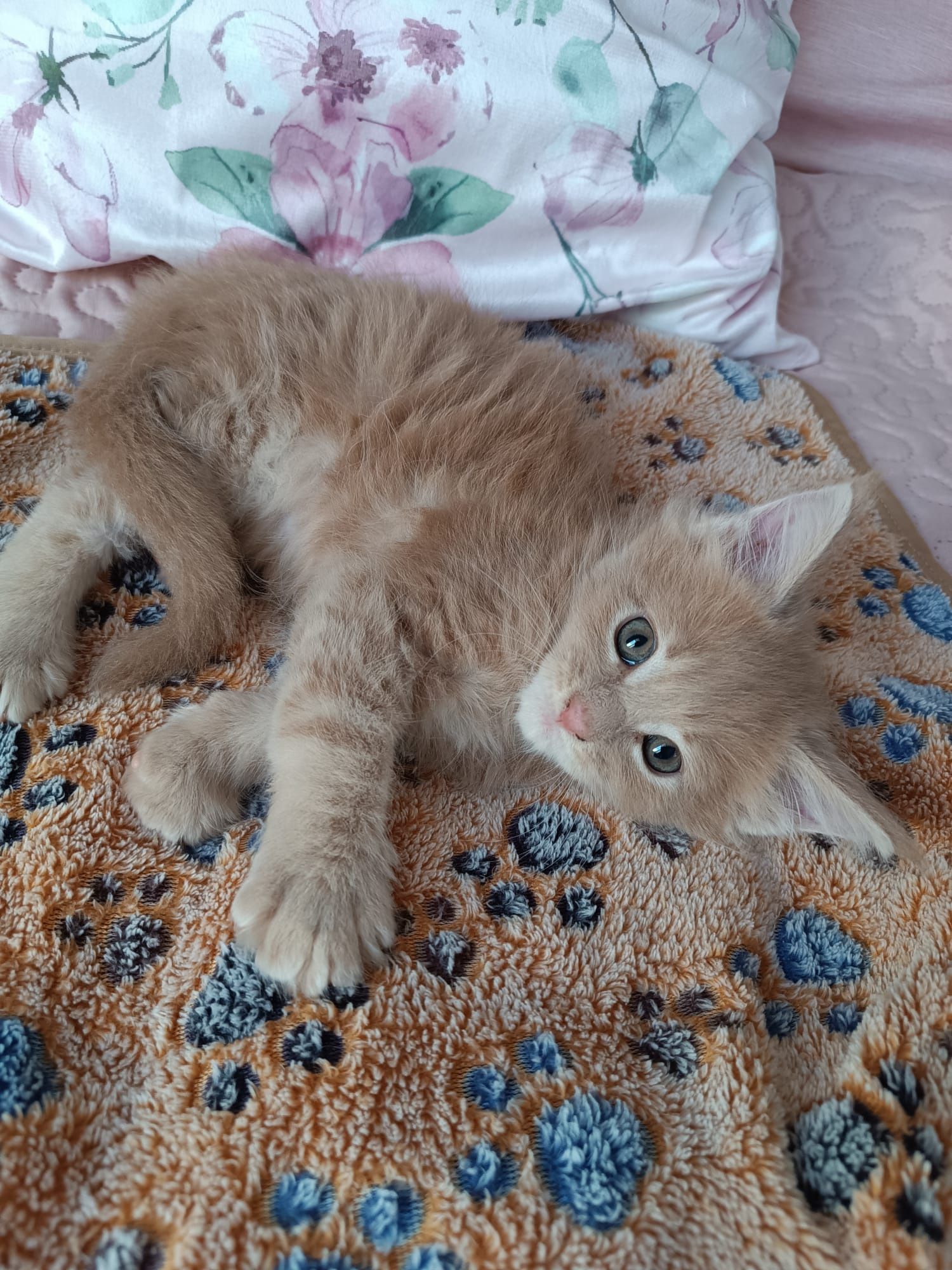Maine coon FPL.Kotek,,kot rasowy