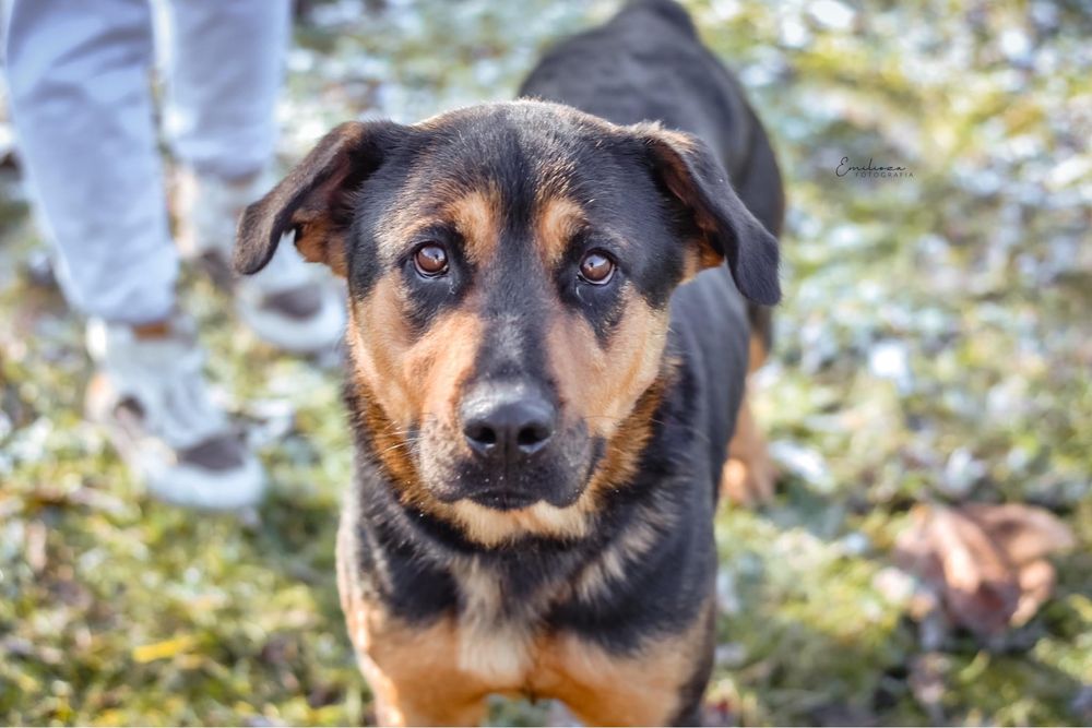 Szarma szuka odpowiedzialnej rodziny - suczka do adopcji