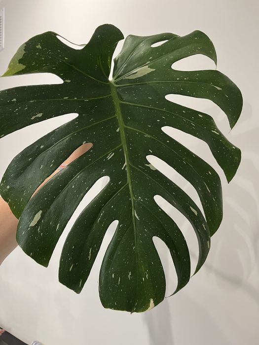 Monstera Thai Constellation