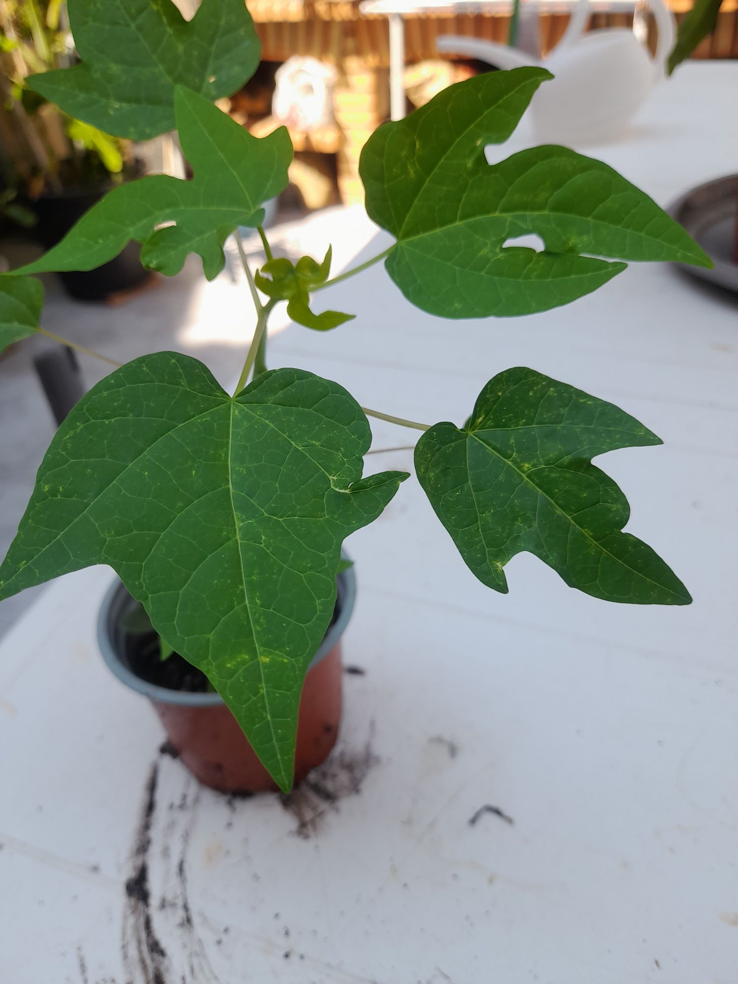 Árvore de fruto natural mamão.