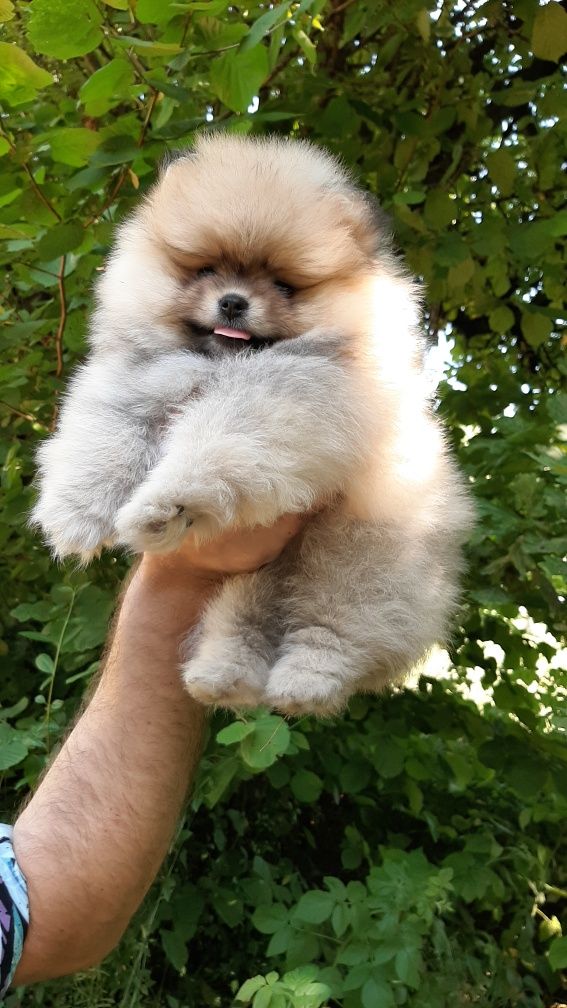 Sunia szpic miniaturowy pomeranian