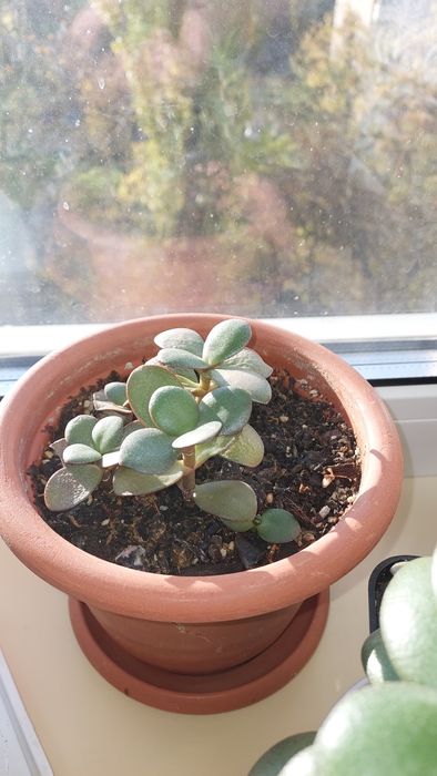 Грошове дерево толстянка