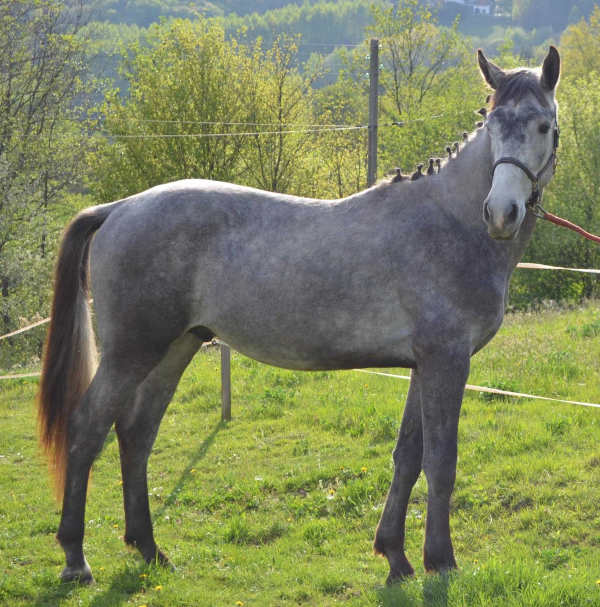 Ogier 2 letni PKS