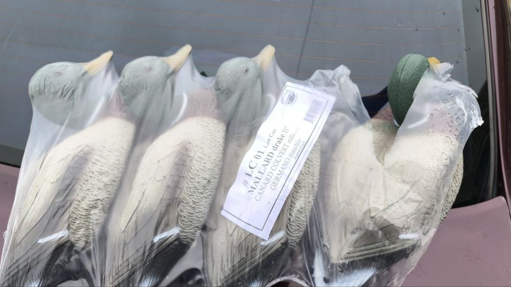 Селезні для полювання