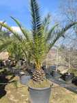 Phoenix Canariensis ( Palmeira-das-Canarias )