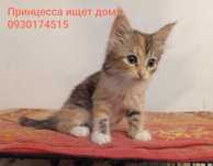 маленькая трехцветная принцесса ищет дом и семью!