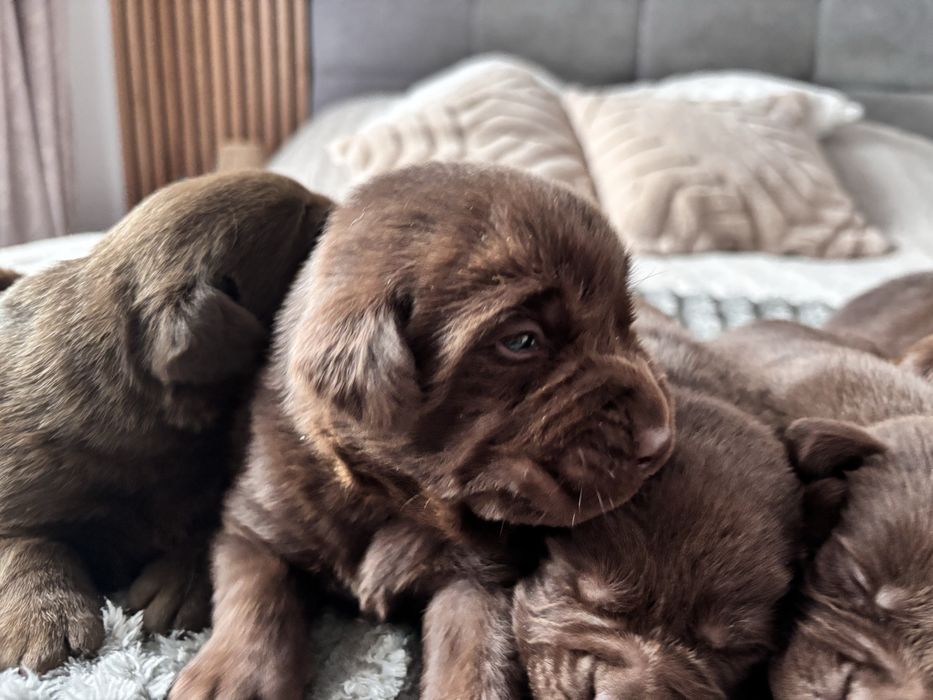 Labrador czekoladowy