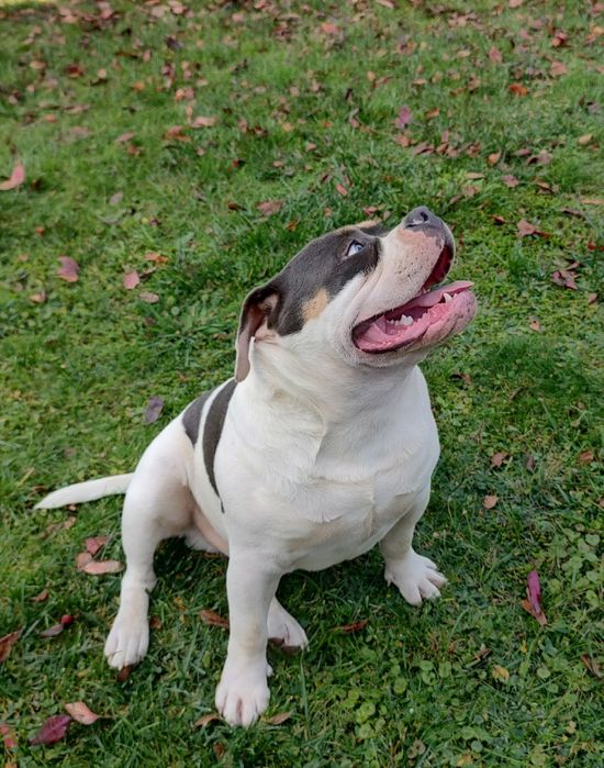 Piesek American Bully