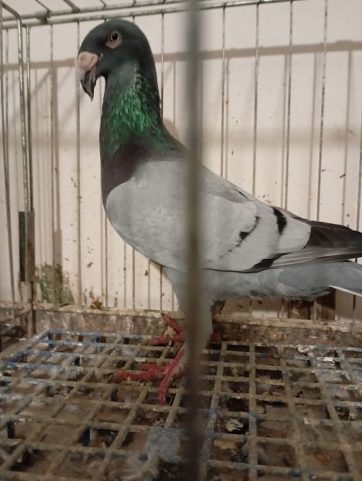 Rzeszowski, Rzeszowskie