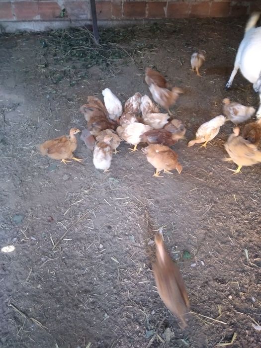 Vendo galinhas poedeiras pequenas
