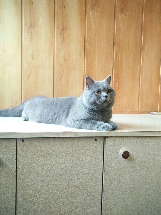 Девочка британская