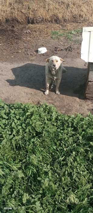 Віддамо грайливих собачок