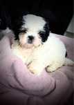Shih tzu sunia wyjątkowa BIAŁA z czteropokoleniowym rodowodem
