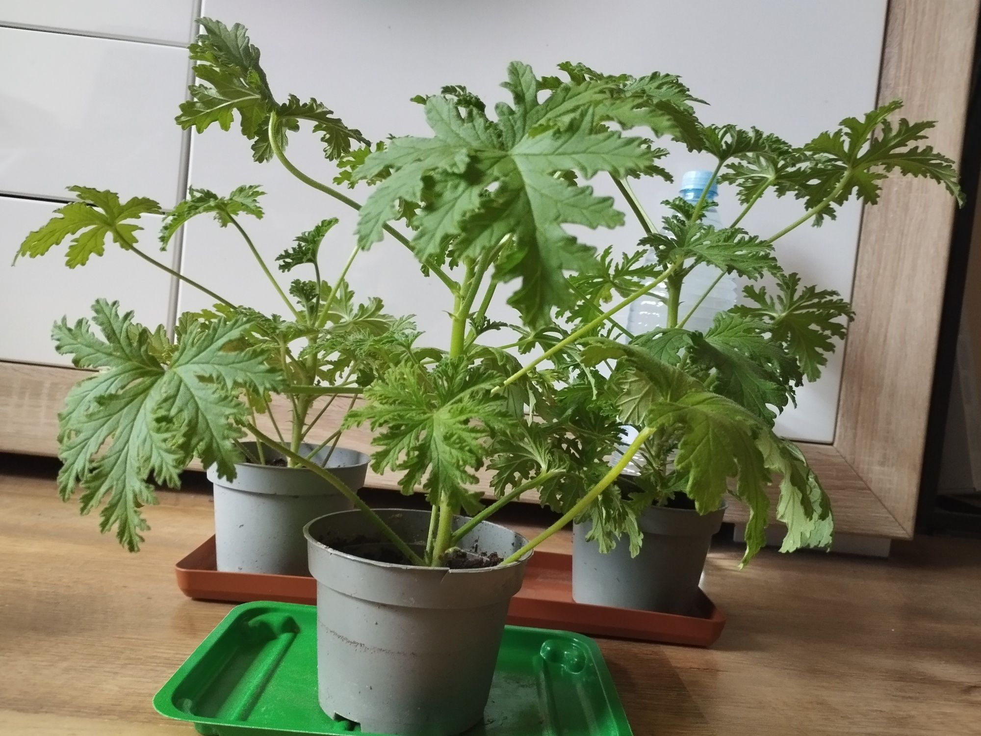 Geranium - anginka