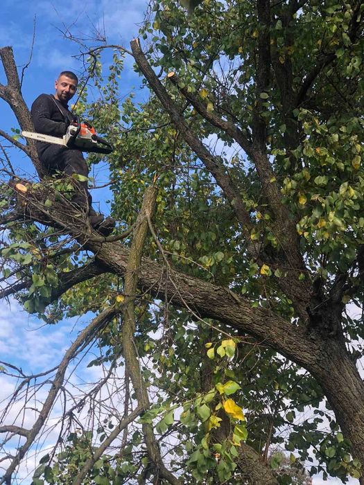 Пиляння дерев ,спалювання аварійних дерев,всі види послуг