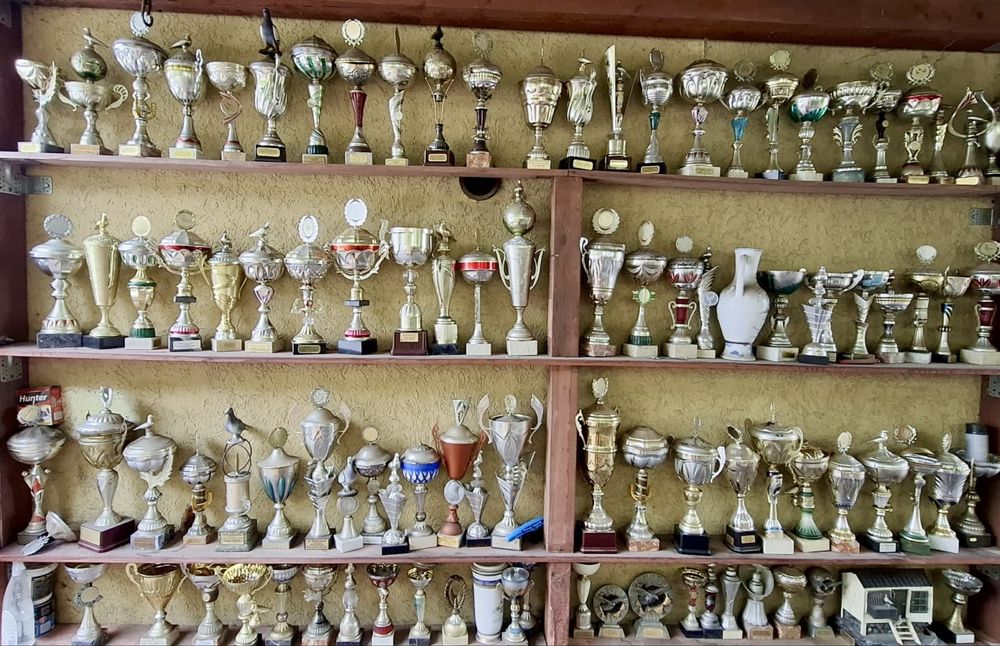 Młode gołębie pocztowe