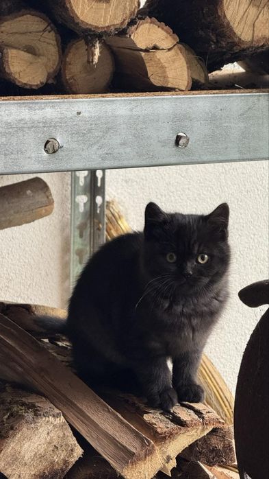 Продам кошенят шотландські весловухі