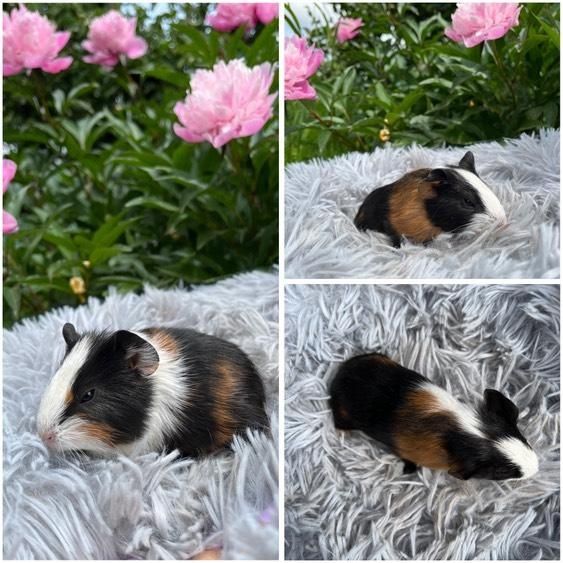 Świnki Morskie Cavie