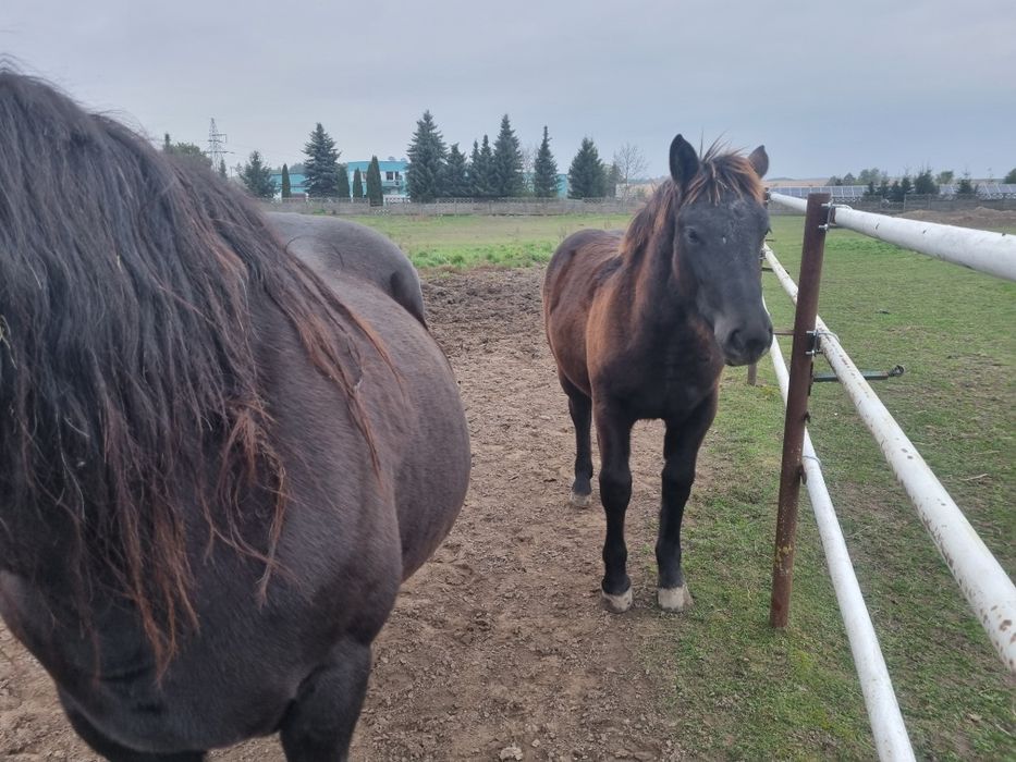 Źrebaki, koń zimnokrwisty,