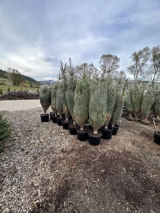 Świerk srebrny sadzenie ogrodzenie transport żywopłot