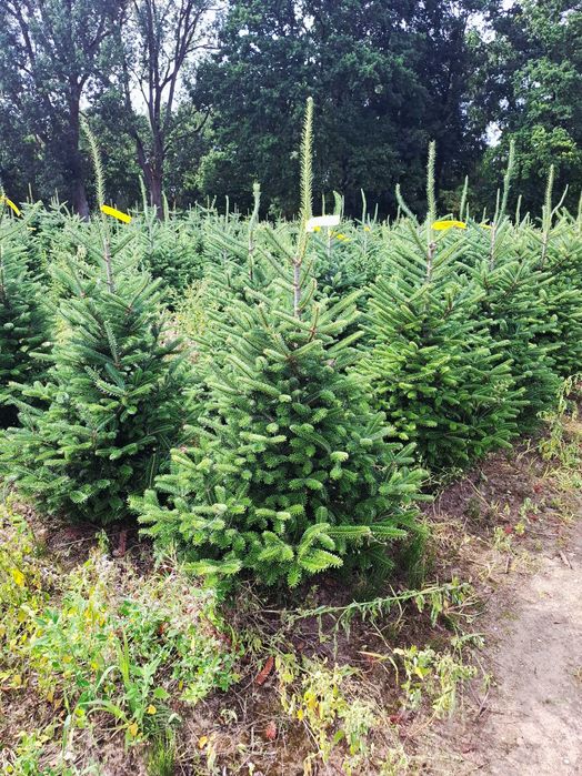 Jodła Frasera w donicy / doniczka 125 - 175 cm- Plantacja TuChoinki.pl