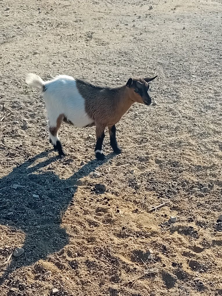 Cabrinha anã mocha