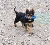 Sunia  Yorkshire terrier York szczeniaczek wyprawka