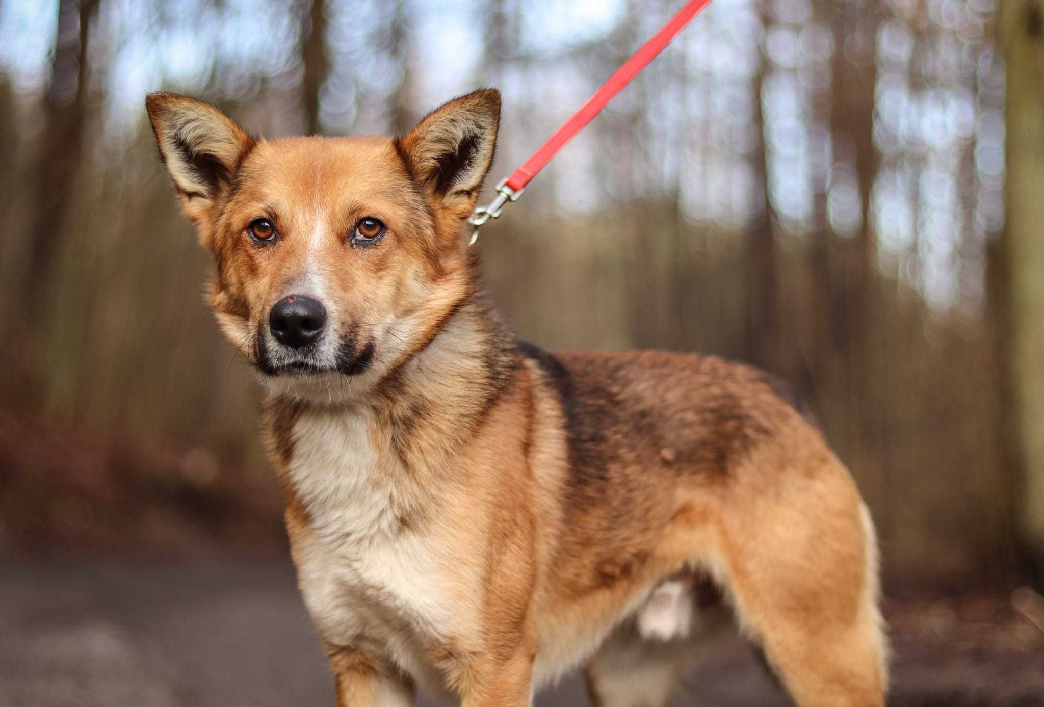 Młody, kontaktowy, wesoły Lami do adopcji