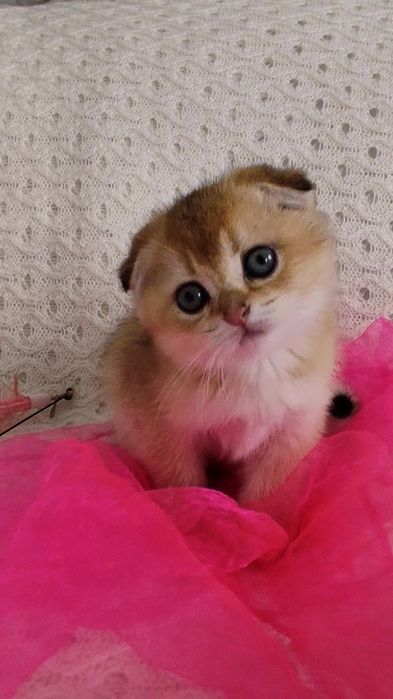 Прямоухие вислоухие шикарные котята золотая шиншилла мальчик девочка