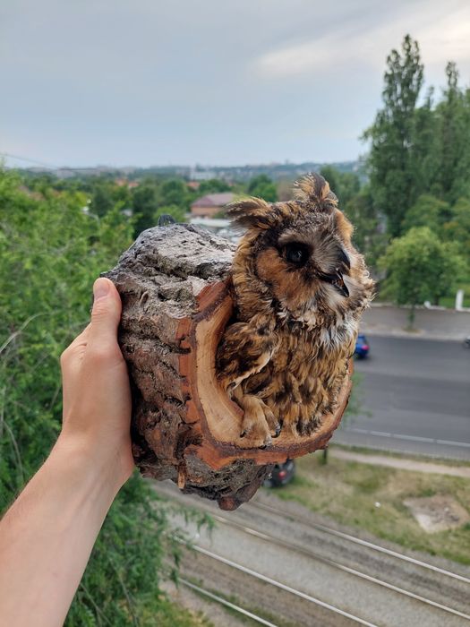Чучело совы редкое