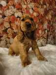 ŚLICZNA mądra suczka Cocker Spaniel Angielski  rodowód wyprawka