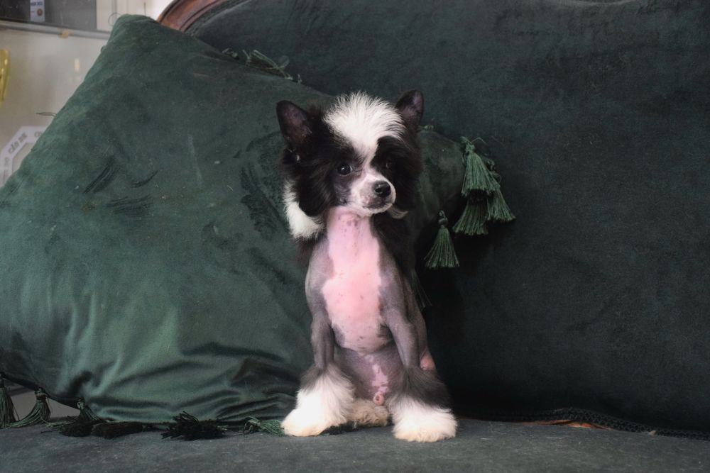 Cão de Crista Chines - Variedade Sem pelo