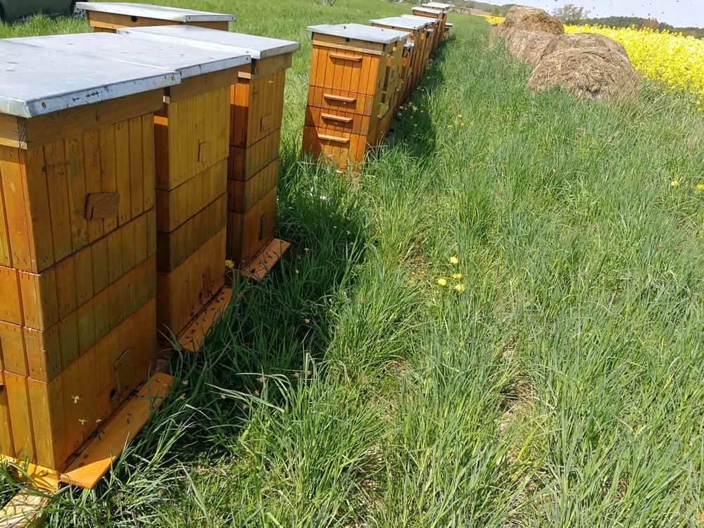 Ule  z pszczołami wiekopolskie korpusowe