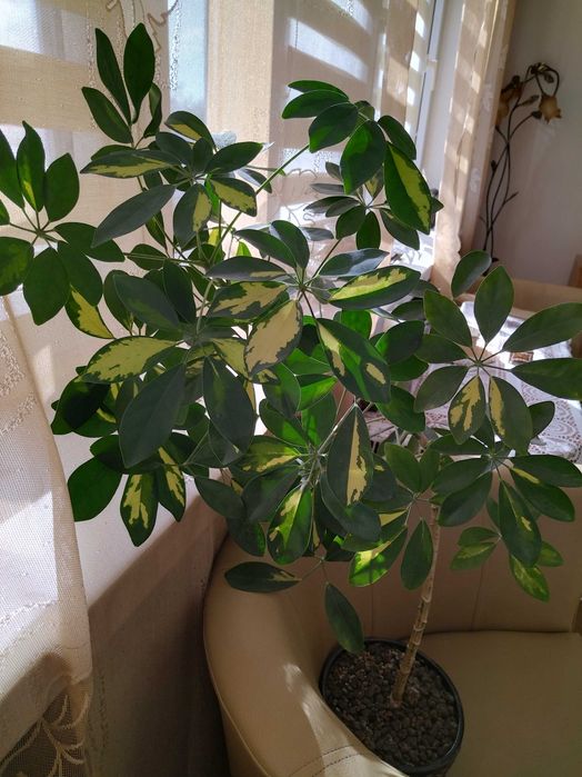 Szeflera/100cm z doniczką