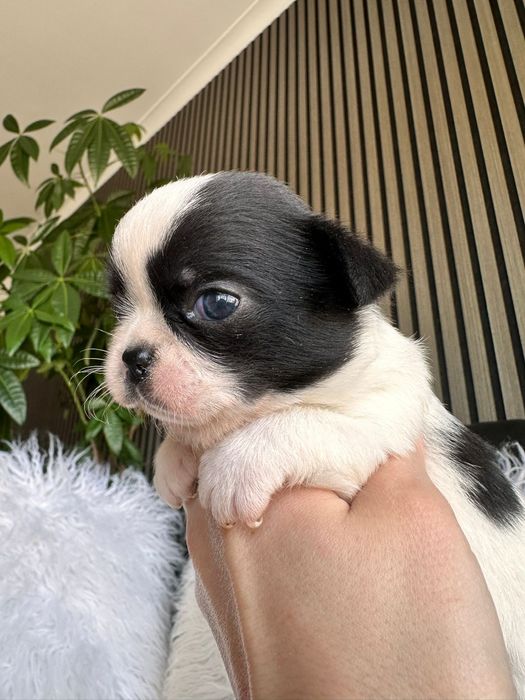 Chihuahua Mini. Menina.Cabeça de maçã.