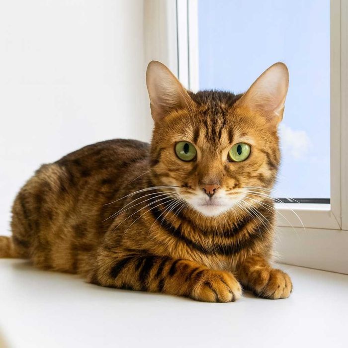 Породистая кошечка в леопардовом окрасе, Бенгалочка - 1-2 года