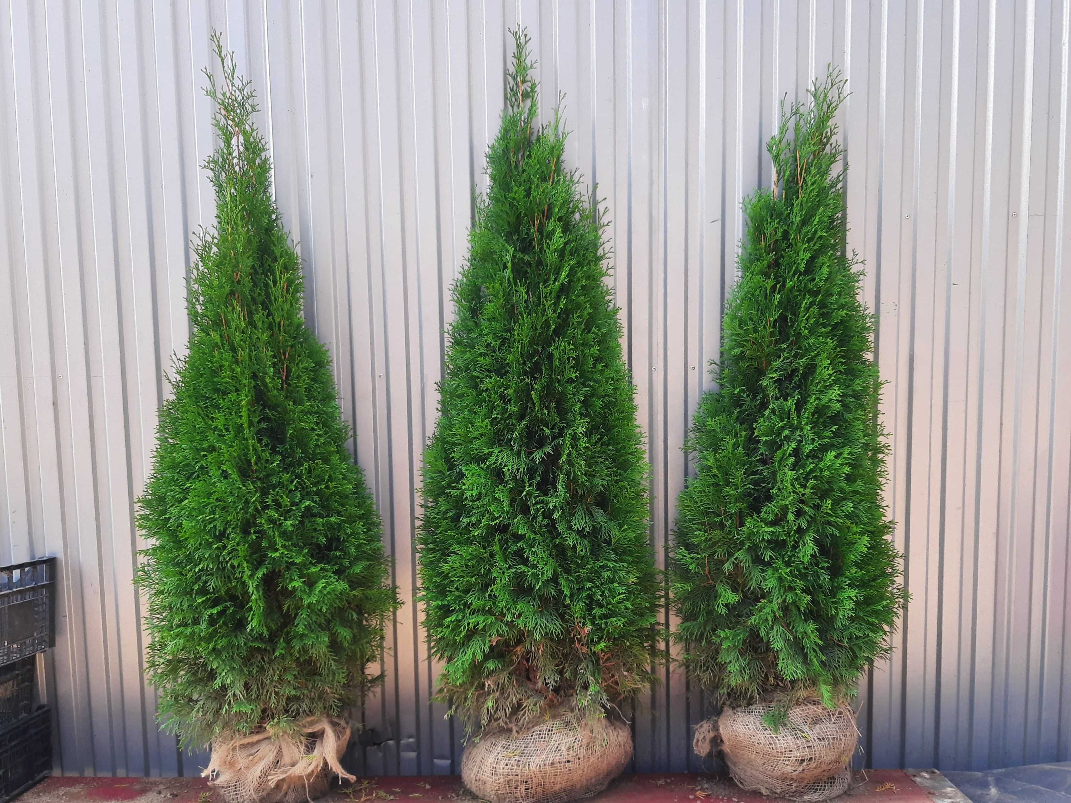 Tuja Smaragd 160,180,200,220cm! Thuja Szmaragd! Dowóz! Tuje, sadzenie!