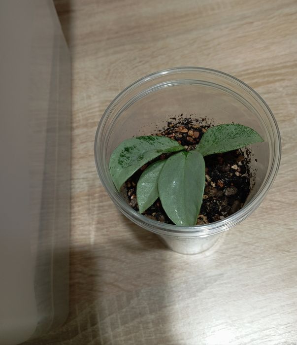 Hoya hoja Hoya carnosa Nova Ghost, ukorzeniona i rosnąca