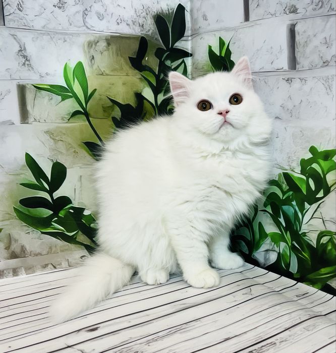 Кішка біла шотландської породи