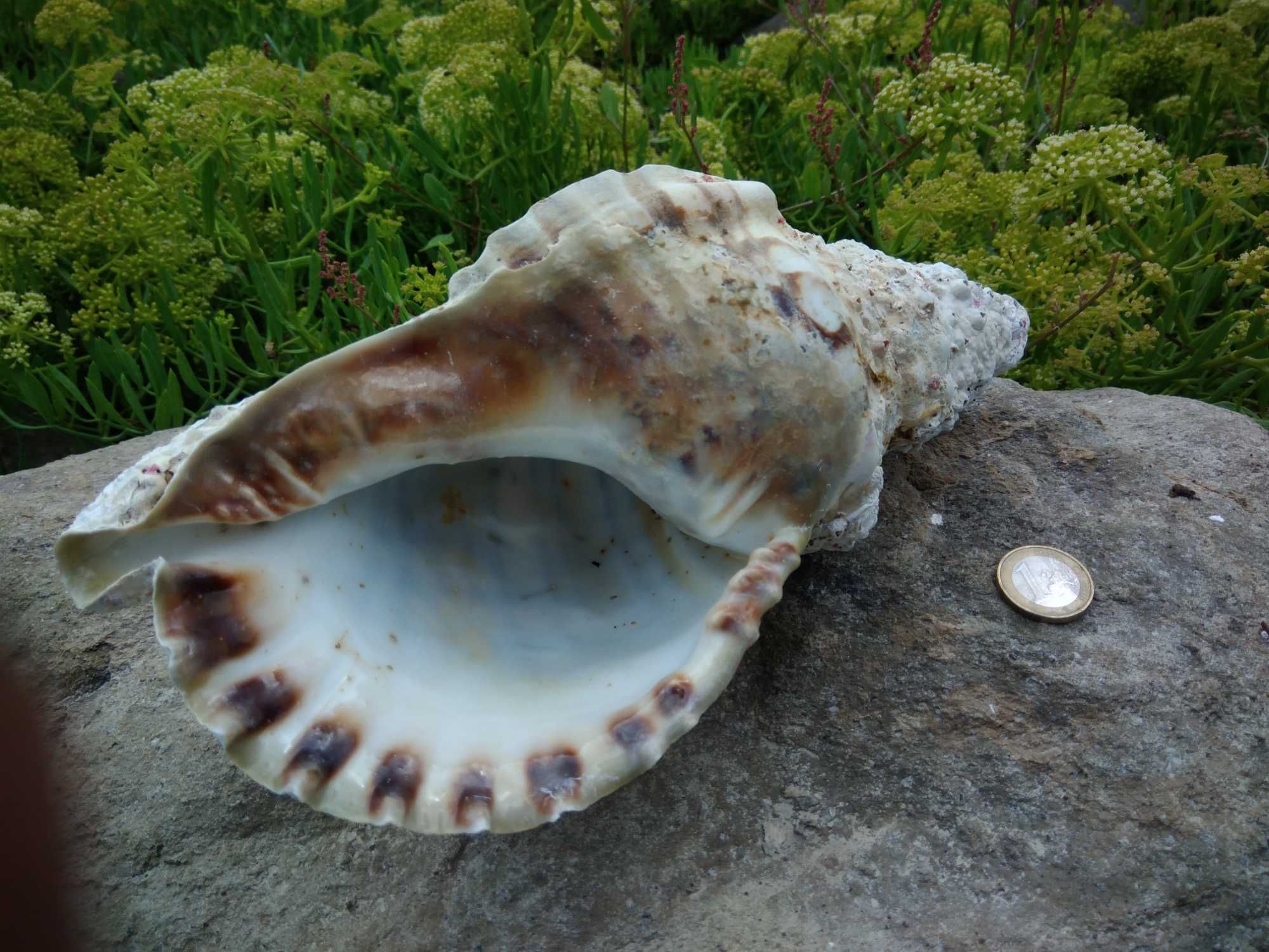 Búzios do Mar dos Açores