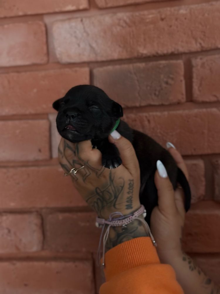 Staffordshire Bull Terrier