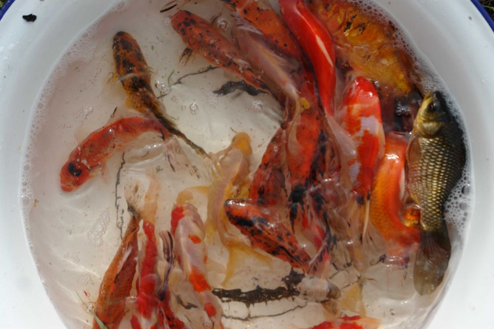 karaś kolorowy tarlaki narybek oczko wodne akwarium