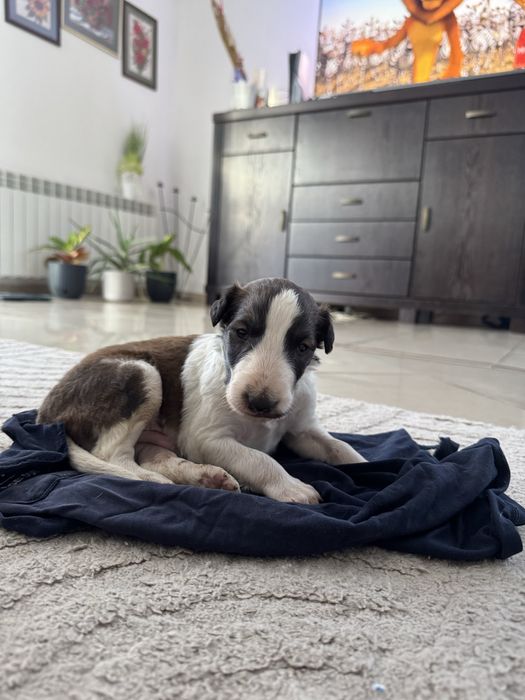 Chart Rosyjski Borzoj