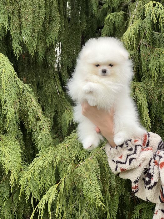 Szpic  sliczny samiec