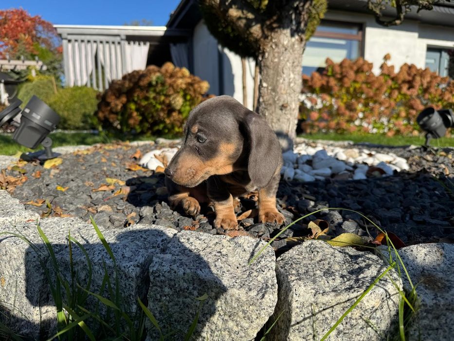 jamnik miniaturowy suczka blue