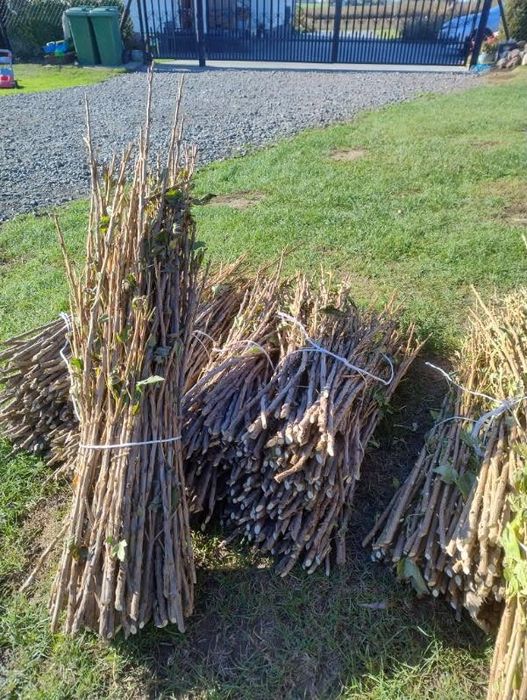 Patyki,pędy porzeczki czerwonej