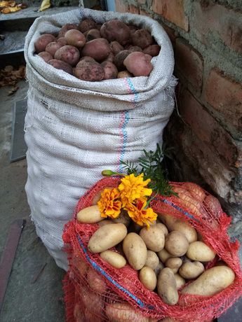 Продам дрібну картоплю. 30 грн/відро. В наявності - 25 відер.