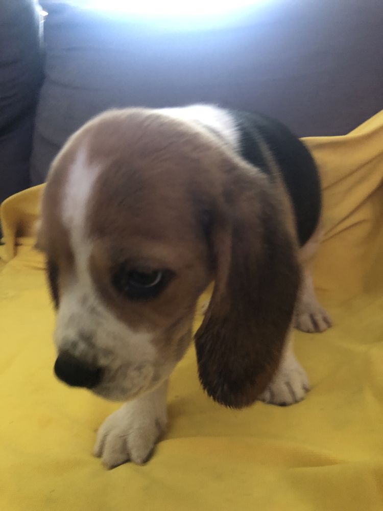 Beagle. Pronto para entrega. Vacinado e desparasitado. Pais a vista.